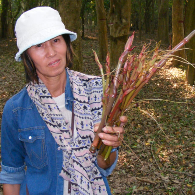 Yod La is a member of the Dai Yaun tribe, which is the oldest Hill Tribe in the area. She joined us on our tour of the forest preserve near the Ing River. While we walked and drove through the forest, she harvested wild vegetables from the forest floor. If the forest no longer floods because of the upstream dams, the food will no longer grow during the dry season. 