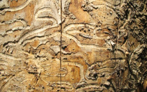 The emerald ash borer creates noticeable, wavy burrow lines, eventually killing the ash tree it calls home. 