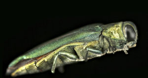 Slow-moving disaster reaches Longmont