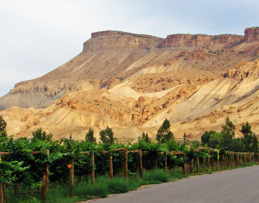 The best of Colorado wines