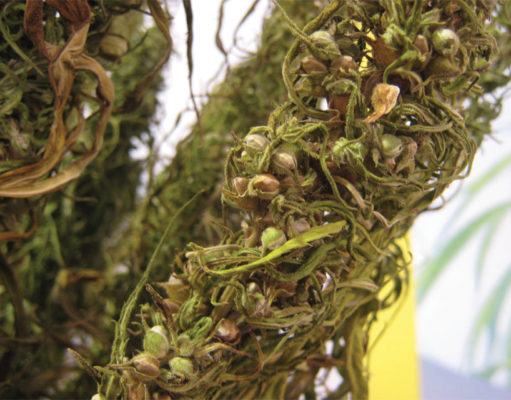 The history of hemp