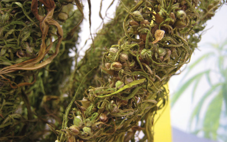 The history of hemp