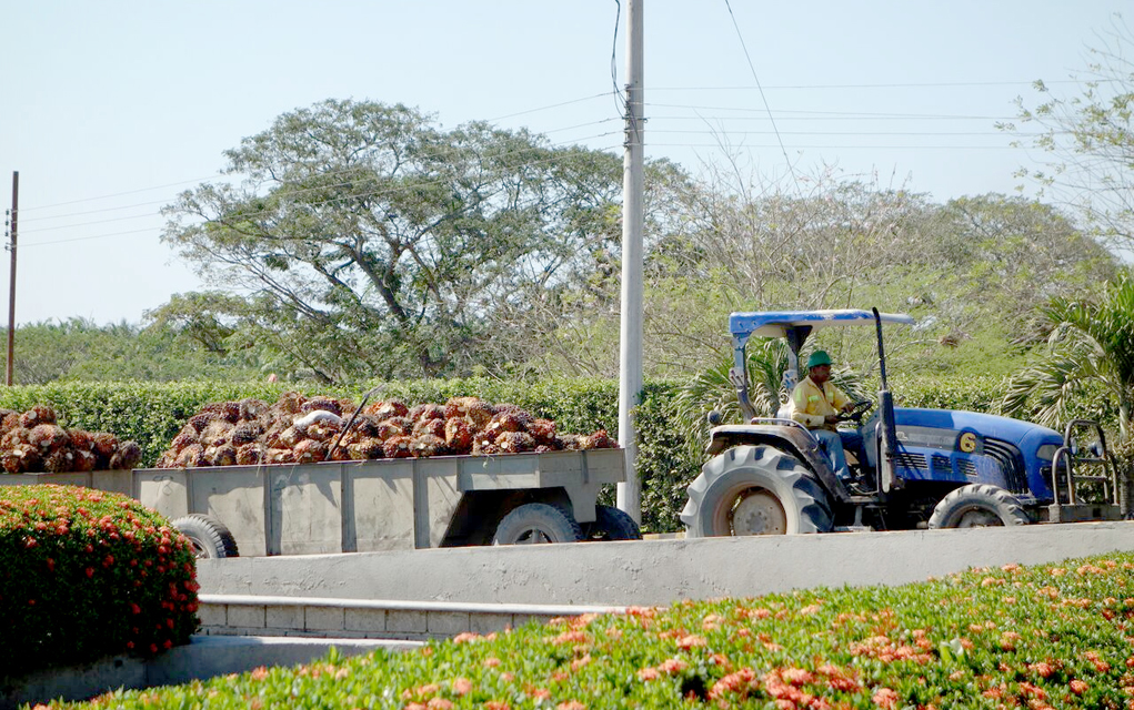 Colombian company Daabon produces 100 percent sustainable and organic palm oil to suppliers around the world, including Boulder Brands. 