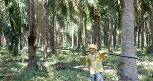 Boulder’s sustainable stake in global palm oil