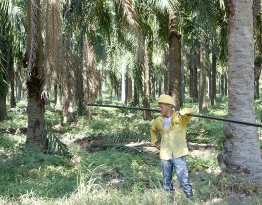 Boulder’s sustainable stake in global palm oil