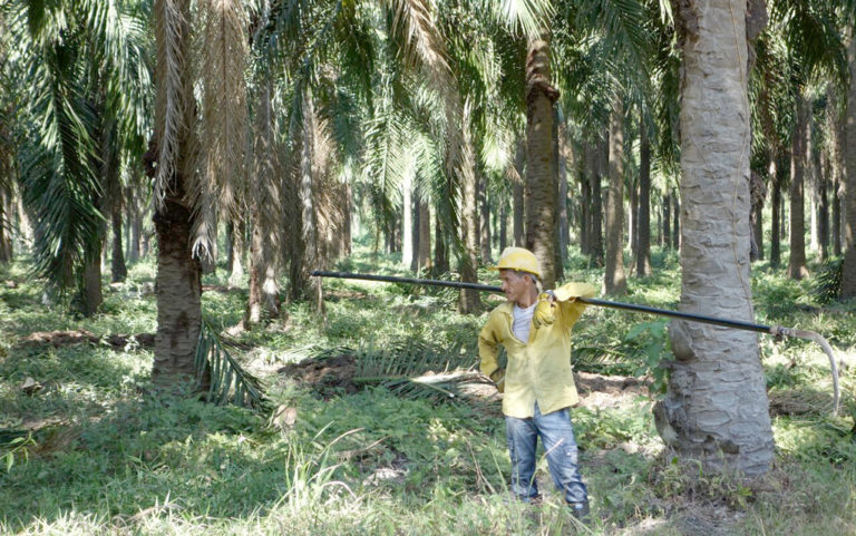 Boulder’s sustainable stake in global palm oil