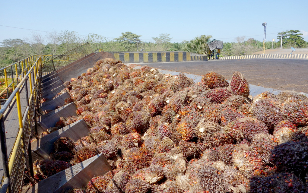 Palm fruit bunches wait to be processed into crude palm oil at Daabon’s facility in Colombia. 