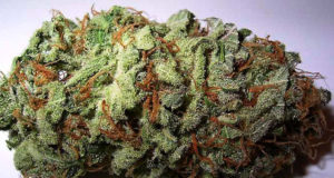 The awesome potency of today’s pot