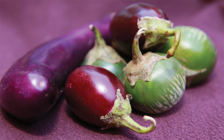Eggplant vertigo