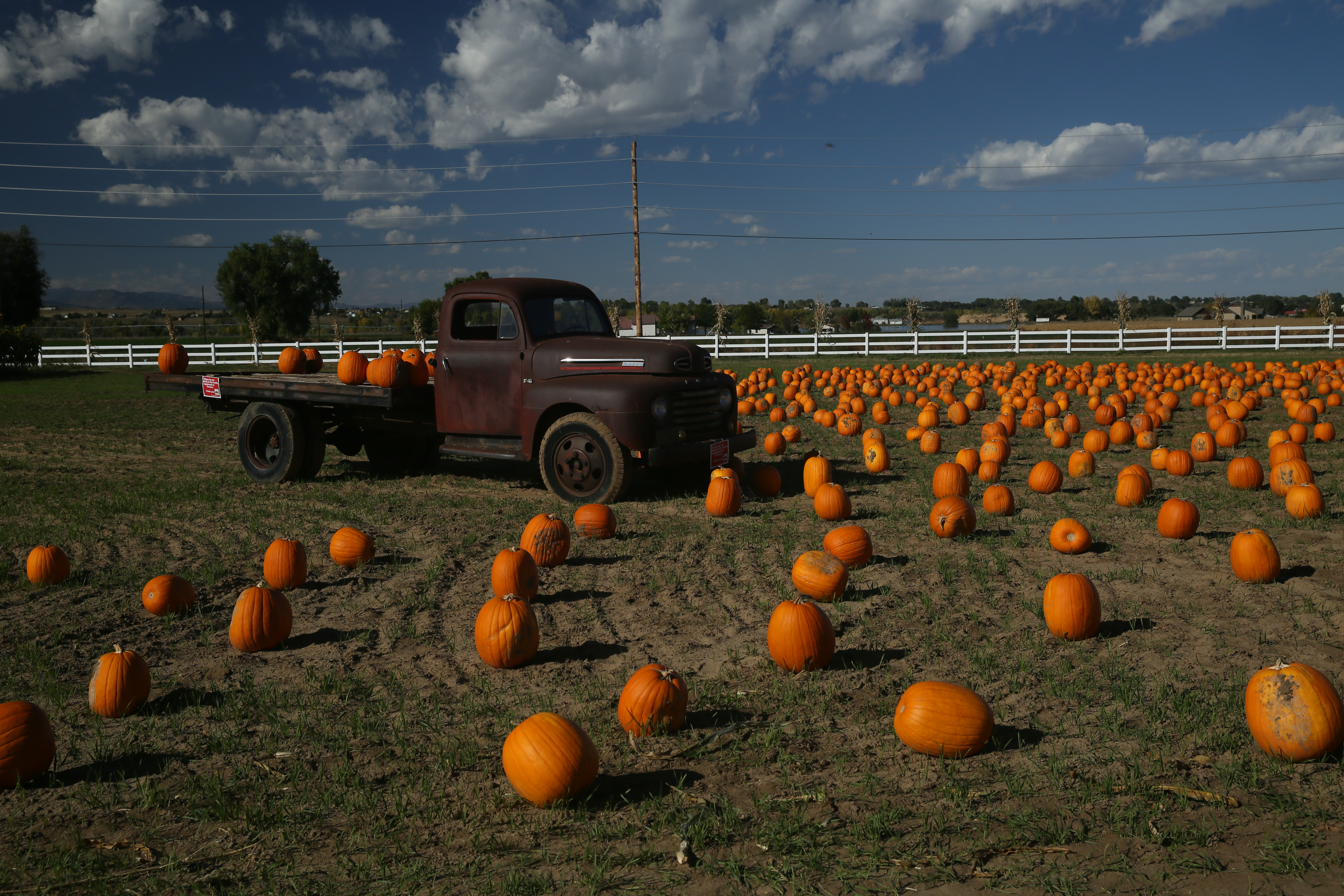 Fall’s forgotten fruit