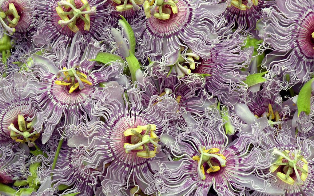 Passion flowers from EarthStar Farms. 