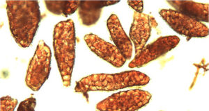 The science of justice