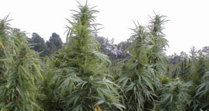 Is the DEA moving toward real change, or is it just hot air?