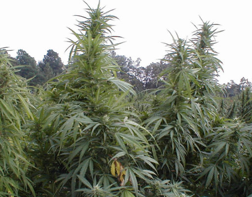 Is the DEA moving toward real change, or is it just hot air?