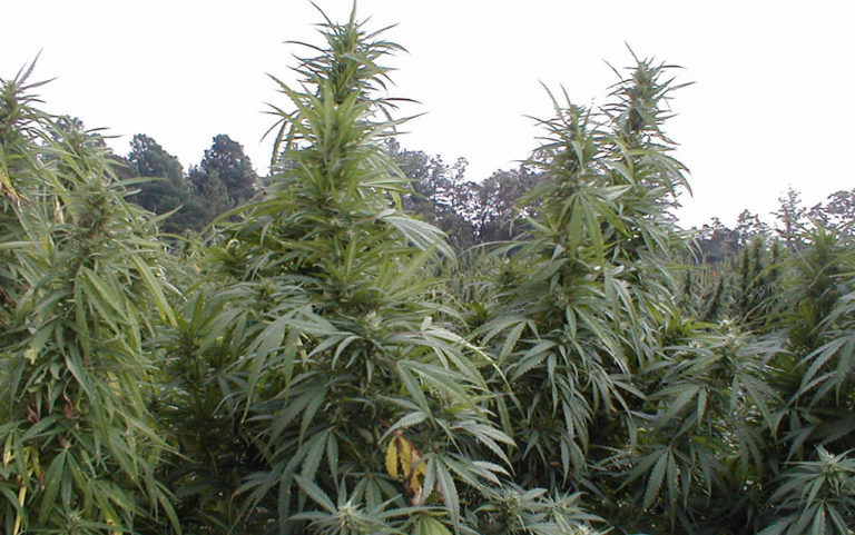 Is the DEA moving toward real change, or is it just hot air?