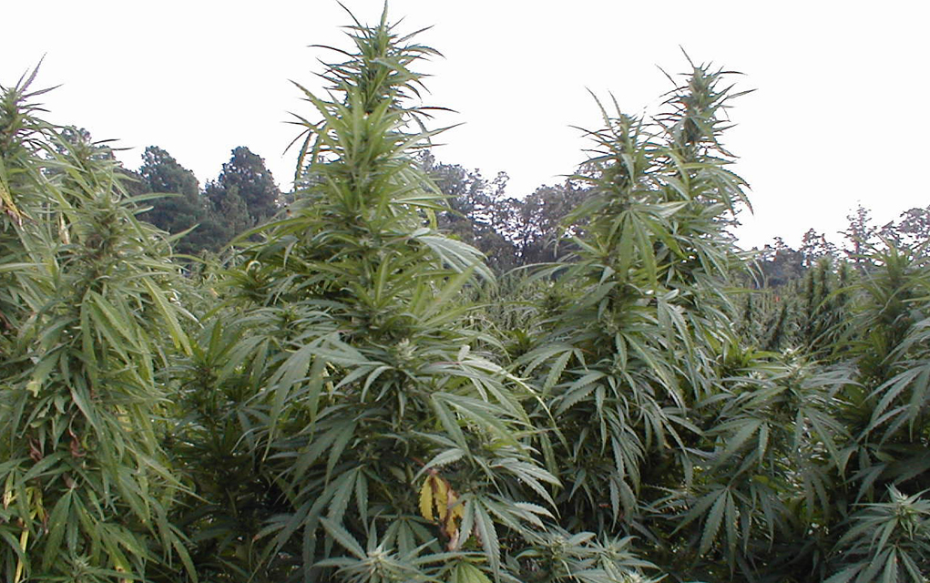 Is the DEA moving toward real change, or is it just hot air?