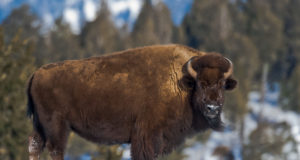 Saving bison; Free trade palm oil