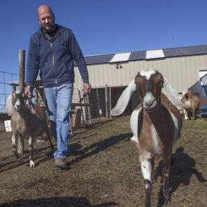 Milking time at the Ugly Goat farm in Keenesburg. 