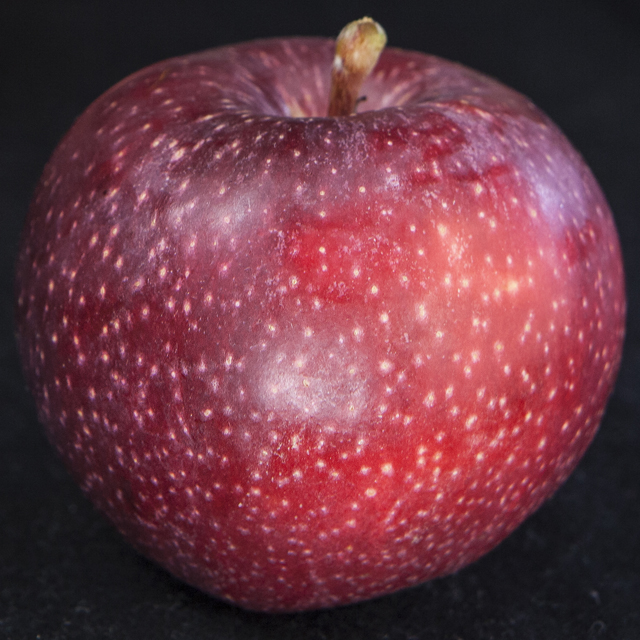 Make sure to check out all the great apple varieties grown right here in Boulder County.