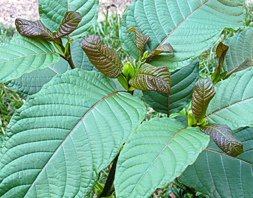 Kratom backers vs. drug regulators