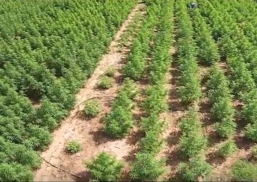 CU study finds government source of marijuana “irrelevant”