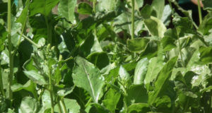 Bomb-sniffing spinach; Religious leaders and the environment