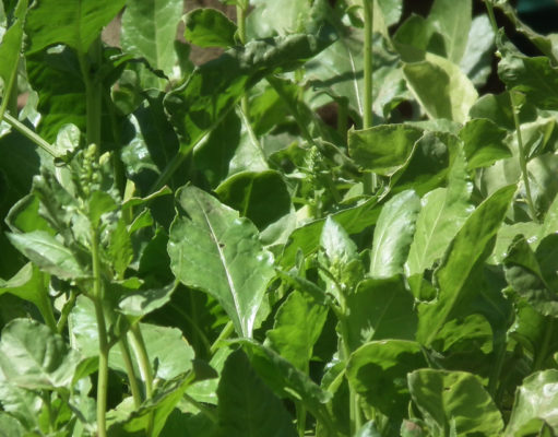 Bomb-sniffing spinach; Religious leaders and the environment