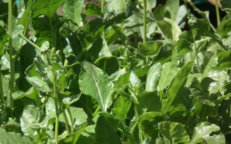 Bomb-sniffing spinach; Religious leaders and the environment