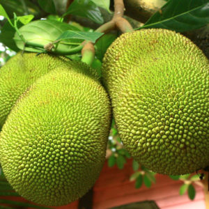 Jackfruit