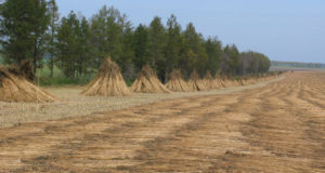 The penguin at the tip of the iceberg