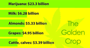 Is marijuana the golden crop of the Golden State?