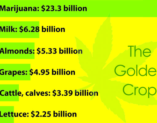 Is marijuana the golden crop of the Golden State?