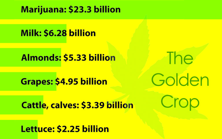 Is marijuana the golden crop of the Golden State?
