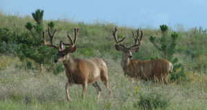 Forcing hikers to pay to grow more trout and deer is wrong