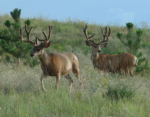 Forcing hikers to pay to grow more trout and deer is wrong