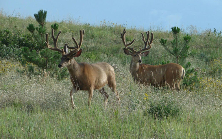 Forcing hikers to pay to grow more trout and deer is wrong