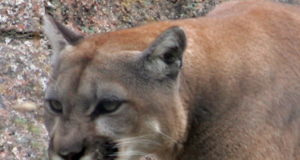 Off Target: Part 2 Update: Colorado Parks and Wildlife Commission predator management plans