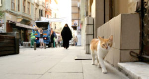 Owned by none, loved by all