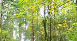 How to urban-forage for your own food