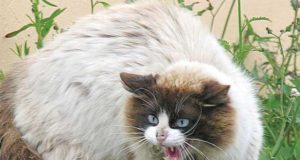 What the cat dragged in