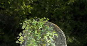 We’ve all got to go some how, so why not go green?