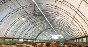 Eat less meat, save the world