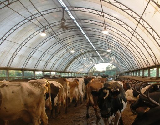 Eat less meat, save the world