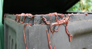 Worm your way into vermiculture