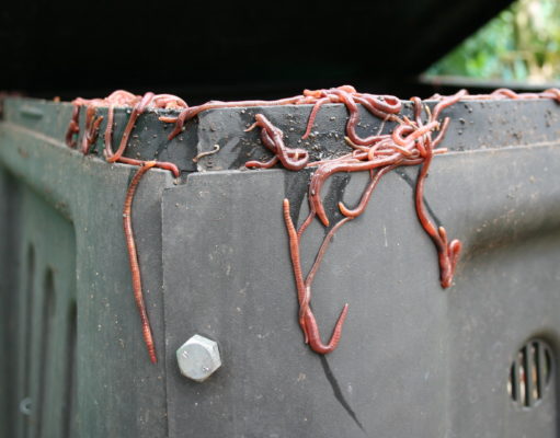 Worm your way into vermiculture