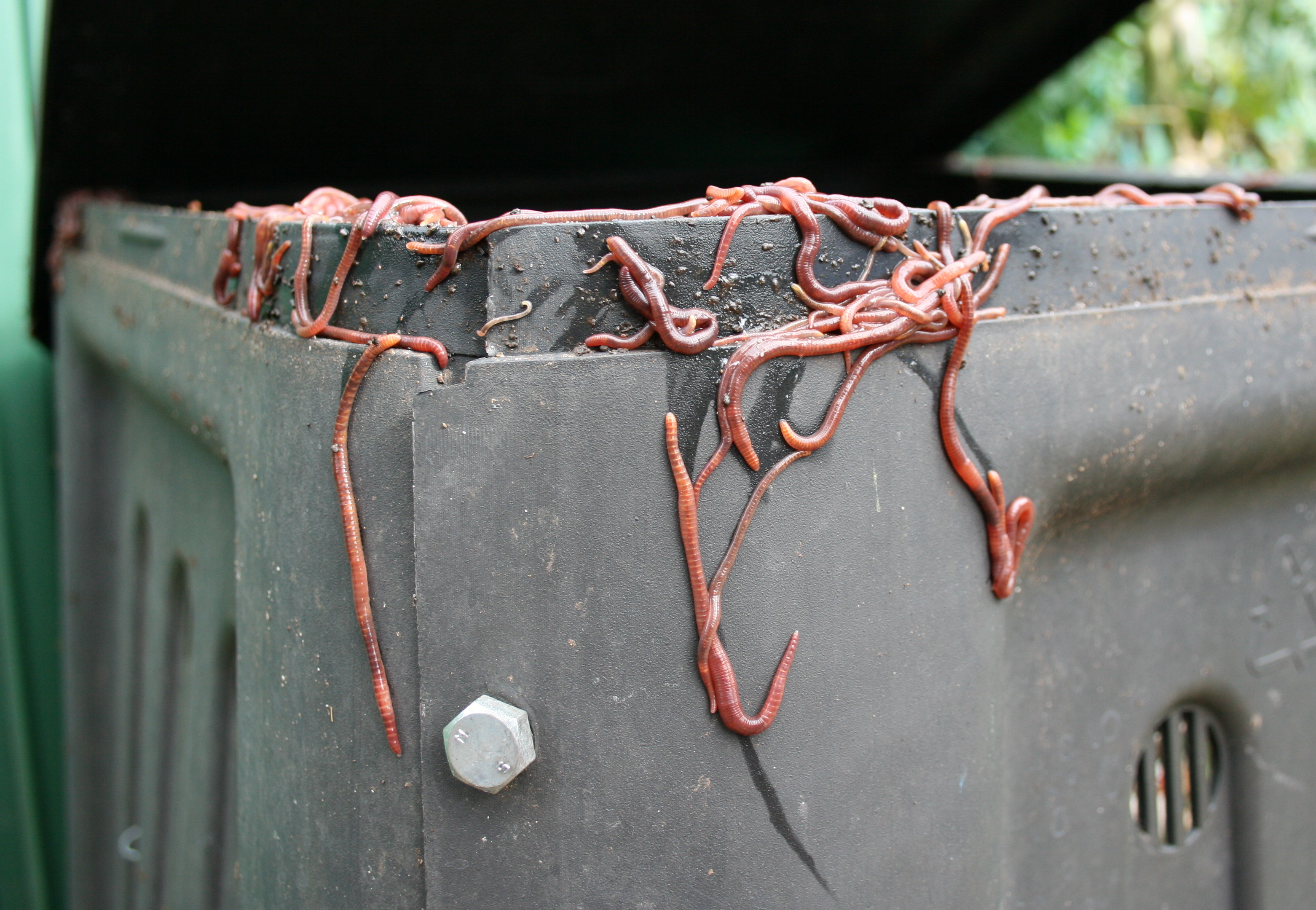 Worm your way into vermiculture