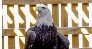 The best possible compromise