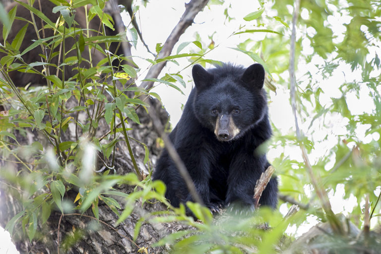 Bear necessities