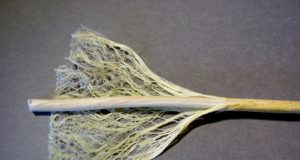 Hemp for victory (but not in Boulder County)