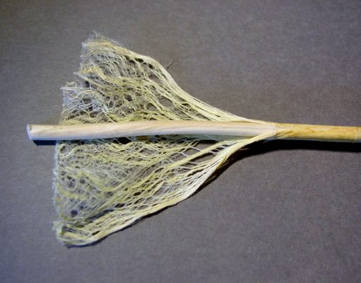 Hemp for victory (but not in Boulder County)